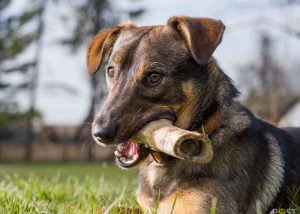 Os à moelle chien
