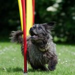 quels jeux pratiquer avec son chien