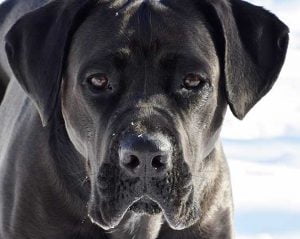 race cane corso