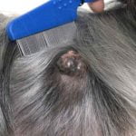 tumeur sur la peau d'un chien