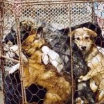 des chiens entassés dans une cage au festival de Yulin