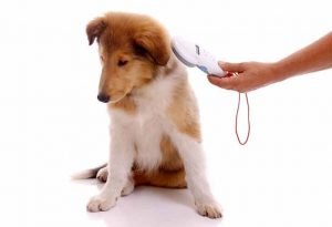 Puce electronique d'identification du chien et son lecteur