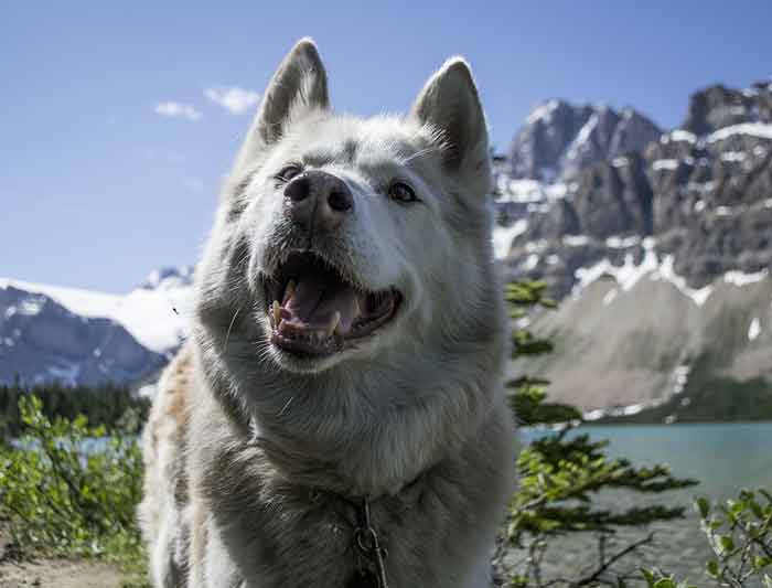 assurance animaux voyage à l'étranger