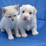 assurance chien chat pas chere