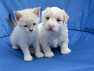 assurance chien chat pas chere