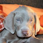 contrat d'assurance chien