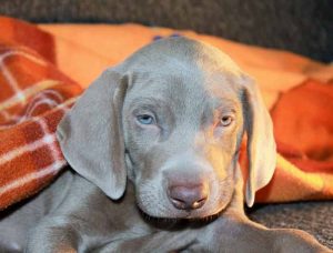 contrat d'assurance chien