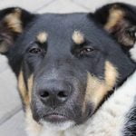 limites d'âge de l'assurance chien