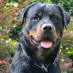 assurance chien dangereux