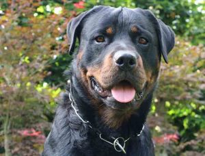 assurance chien dangereux