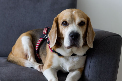 Beagle sur canapé