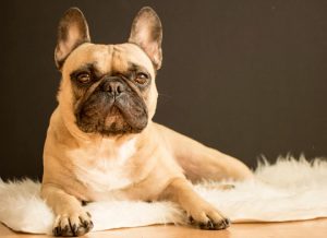 race du bouledogue français