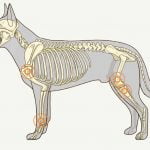 Les cancer des os chez le chien