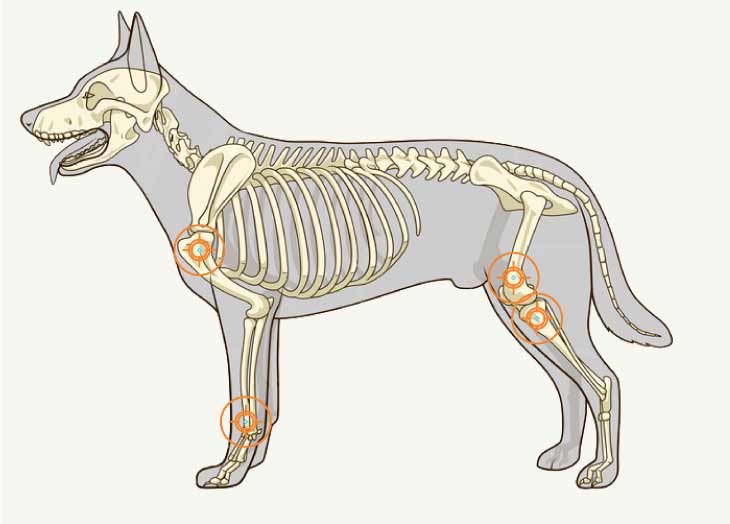 Cancer des os du chien : symptômes, diagnostic et traitement