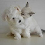 changer sa formule d'assurance animaux