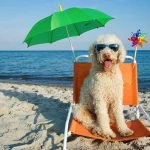 Plages autorisées aux chiens en 2017