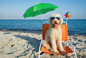 Plages autorisées aux chiens en 2017