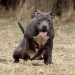 La cystite chez le chien se traduit par une augmentation de la fréquence des urines