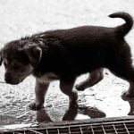 sortie du chien quand il pleut