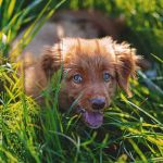 chien qui a du sang dans les selles