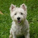 chien qui court après sa queue