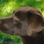 mon chien urine du sang