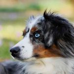 conditions pour souscrire une assurance animaux