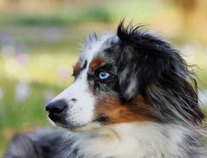 conditions pour souscrire une assurance animaux
