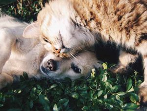 franchise de l'assurance animaux