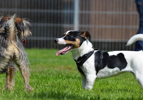 Jack Russel Education Comportement Sante Prix Et Budget