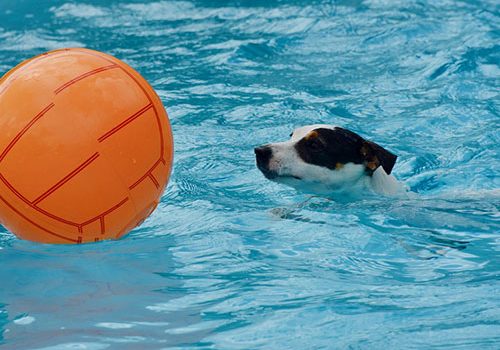 jack russel qui nage