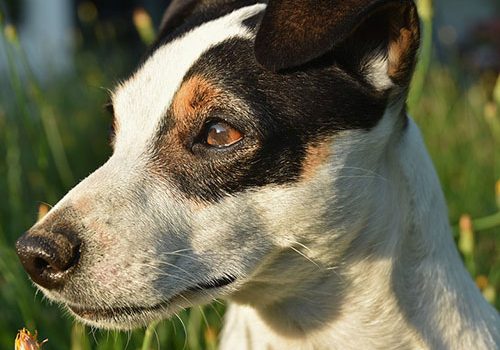 Jack Russel Education Comportement Sante Prix Et Budget