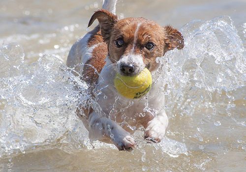 Jack Russel Education Comportement Sante Prix Et Budget