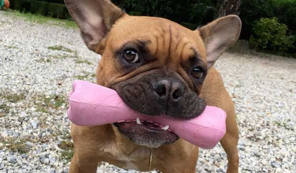 bouledogue francais qui joue