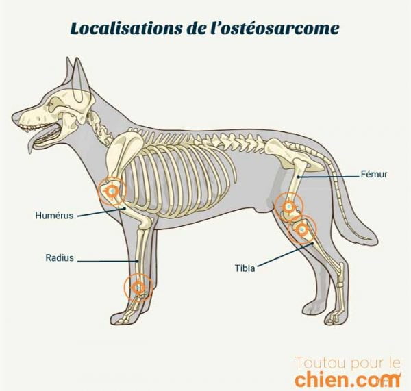 Cancer des os du chien symptômes, diagnostic et traitement