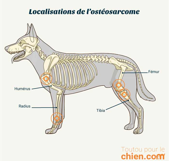 Cancer Des Os Du Chien Sympt Mes Diagnostic Et Traitement