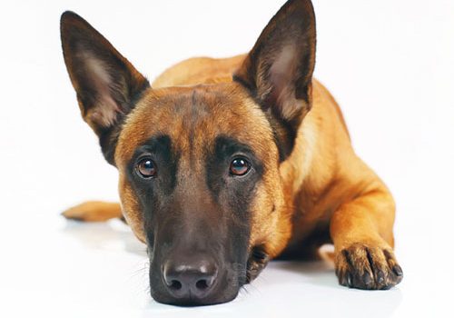 malinois charbonné