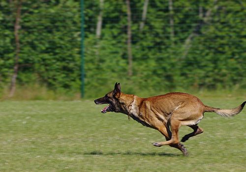comportement du malinois