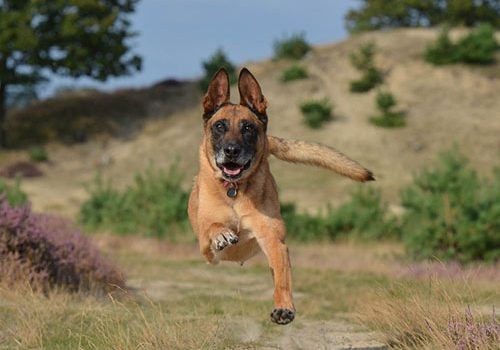 dressage malinois