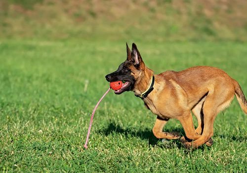 malinois hyperactif