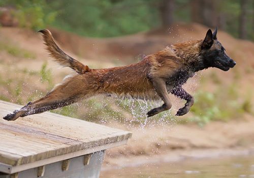 malinois sport canin