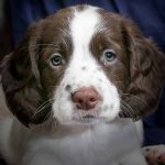 apprendre la propreté à un chiot