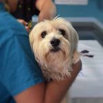 le prix des soins vétérinaires