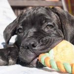 assurance cane corso