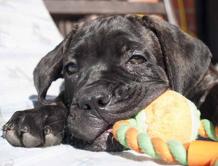 assurance cane corso