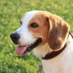 assurance chien beagle