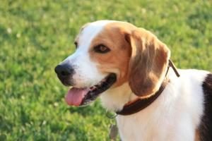 assurance chien beagle