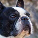 assurance chien bouledogue français