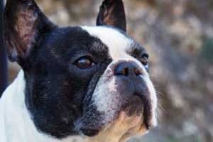 assurance chien bouledogue français