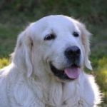 assurance chien golden retriever